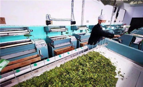 普安供電局 電亮古茶樹之鄉，服務黔茶第一春