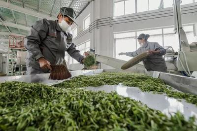 大湘西跨區域公用品牌“瀟湘茶”的橫空出世 一場茶葉加工的變革與新生